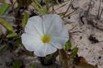 Beach morning-glory